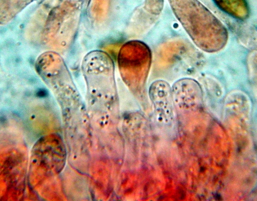 Pholiotina teneroides (Lange) Sing.